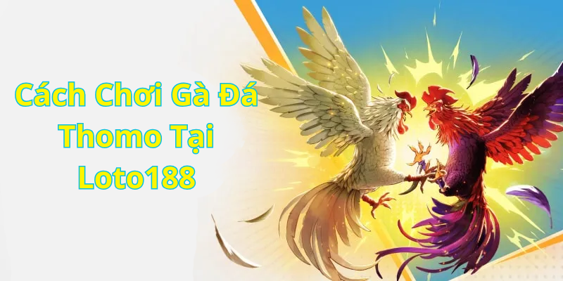 Cách Chơi Gà Đá Thomo Tại Loto188