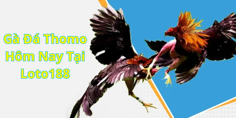 Gà Đá Thomo Hôm Nay Tại Loto188