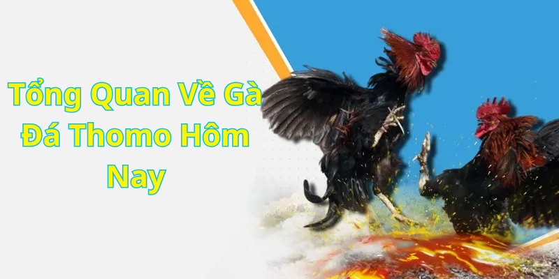 Tổng Quan Về Gà Đá Thomo Hôm Nay