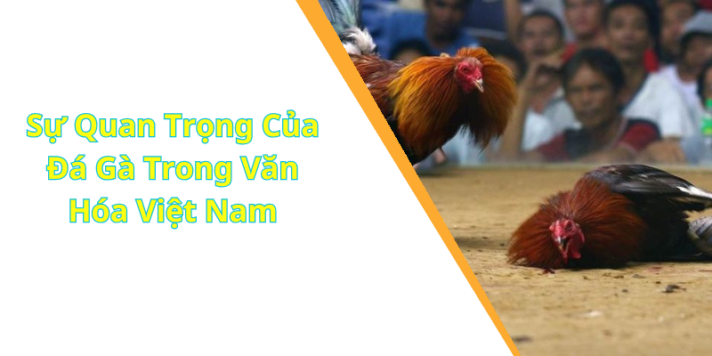 Sự Quan Trọng Của Đá Gà Trong Văn Hóa Việt Nam