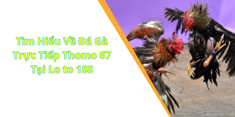 Tìm Hiểu Về Đá Gà Trực Tiếp Thomo 67 Tại Lo to 188