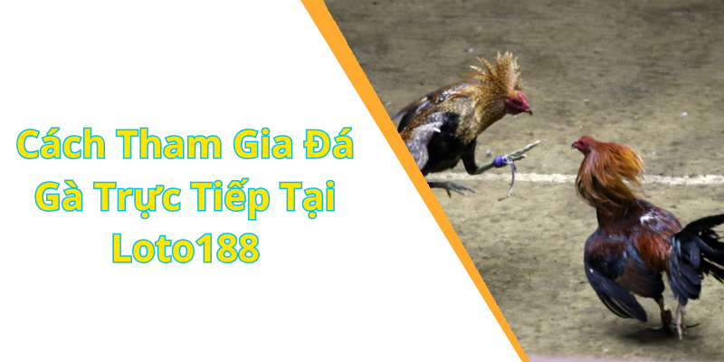 Cách Tham Gia Đá Gà Trực Tiếp Tại Loto188