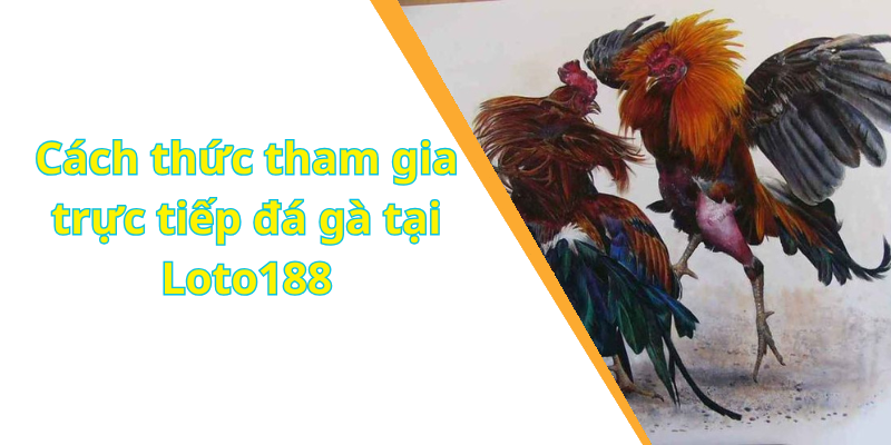 Cách thức tham gia trực tiếp đá gà tại Loto188