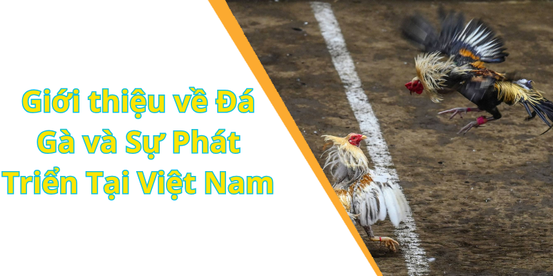 Giới thiệu về Đá Gà và Sự Phát Triển Tại Việt Nam