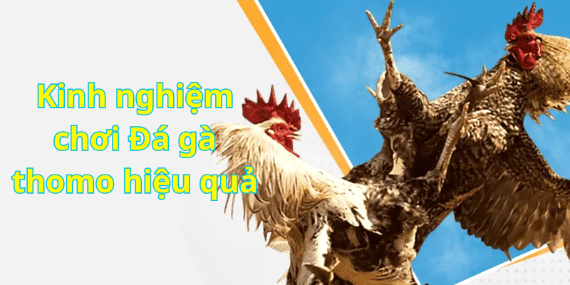 Kinh nghiệm chơi Đá gà thomo hiệu quả