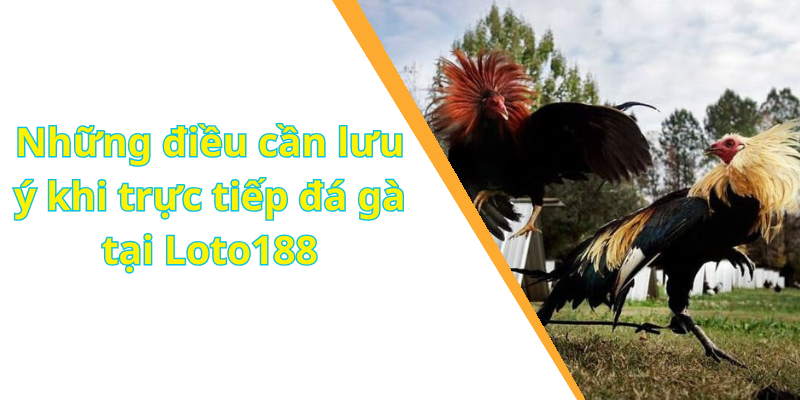 Những điều cần lưu ý khi trực tiếp đá gà tại Loto188