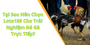 Tại Sao Nên Chọn Loto188 Cho Trải Nghiệm Đá Gà Trực Tiếp