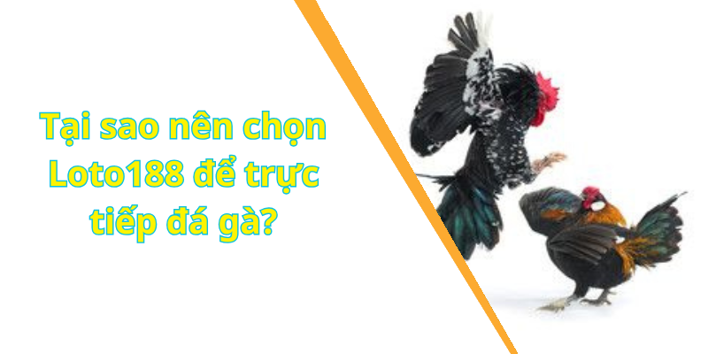 Tại sao nên chọn Loto188 để trực tiếp đá gà